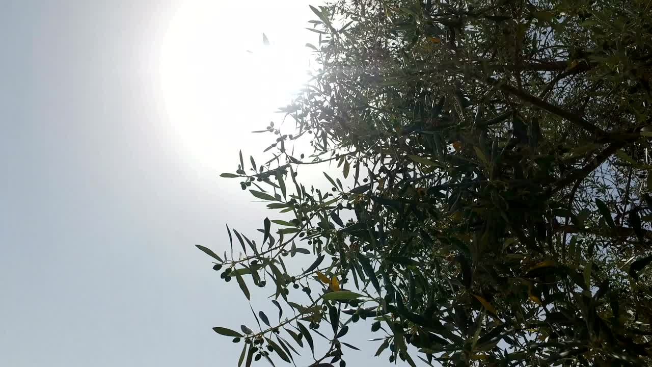 올리브 나무 꼭대기 뒤에 숨어 있는 빛