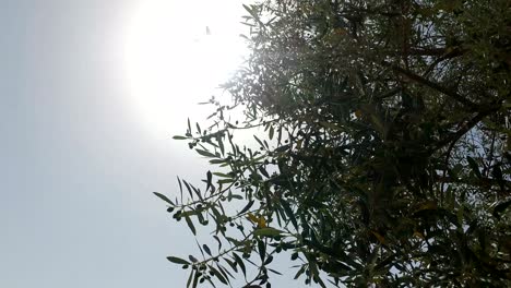 sunlight hiding behind top of olive tree