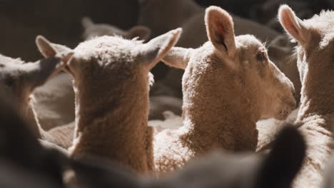 sheep heads jammed in full indoor farm shed with sunlight, close up