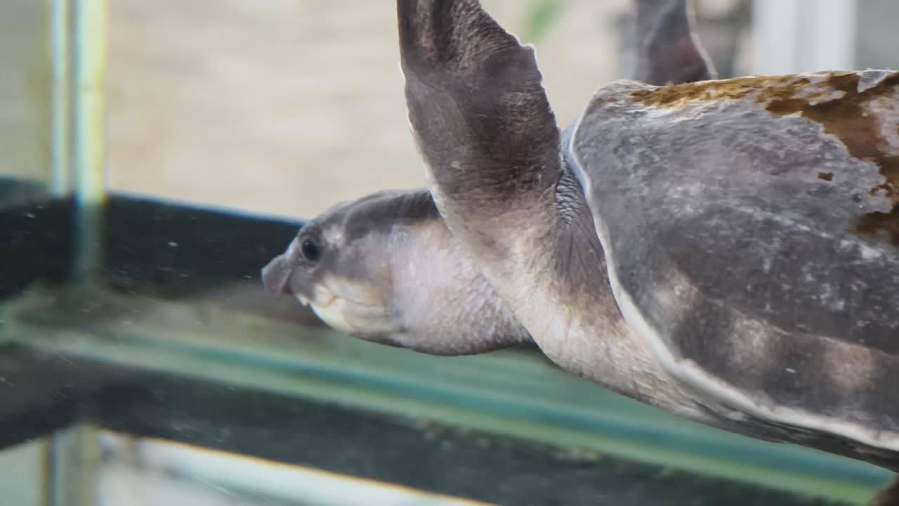 수족관 에서 수영 하는 거북이 의 클로즈업