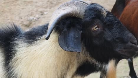 close up of a black and white goat