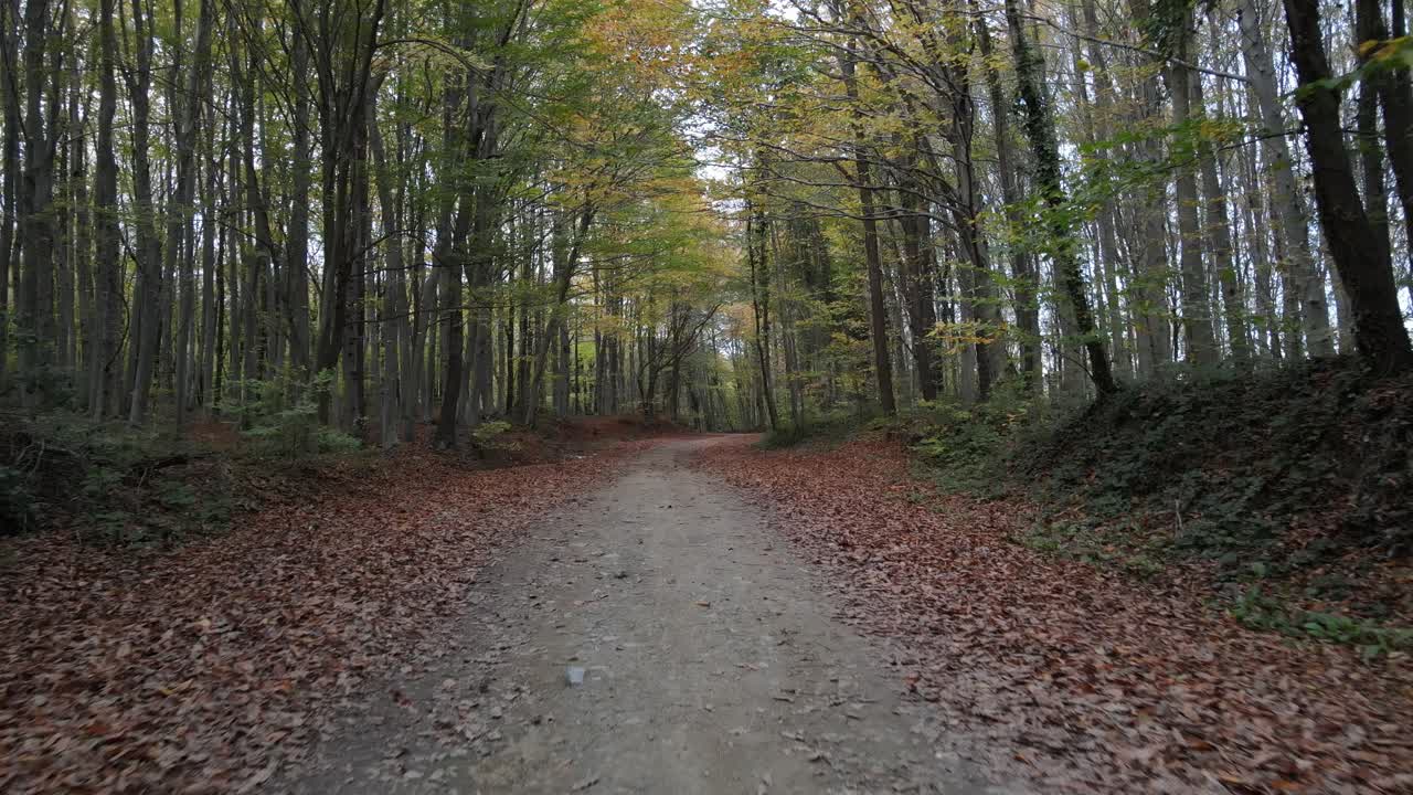 camino del bosque de otoño