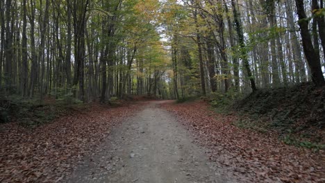 Herbstlicher-Forstweg