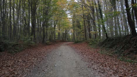 autumn forest road