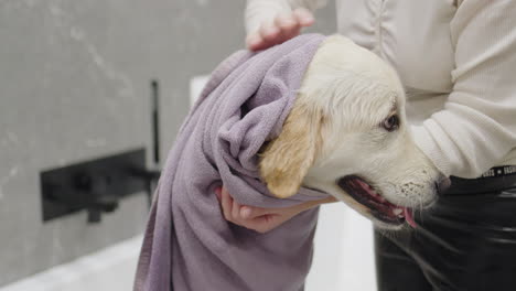 dog drying after bath