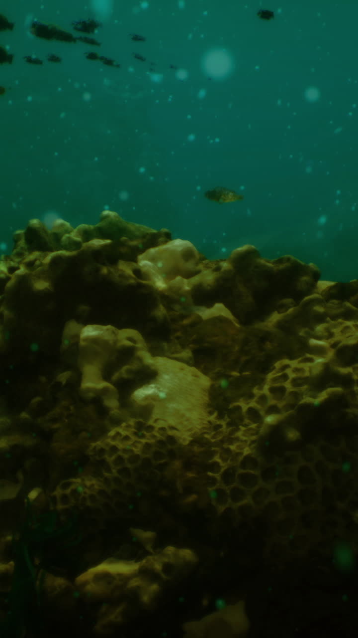 L'esplorazione subacquea rivela un vivace ecosistema di barriera corallina