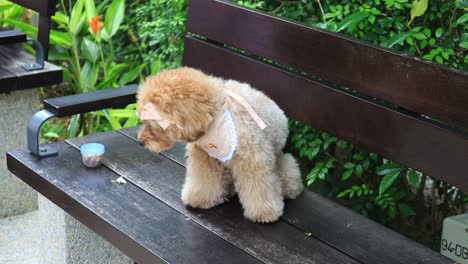 un caniche lindo en un banco del parque
