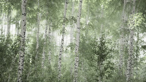 bosque de abedul veraniego durante un amanecer brumoso