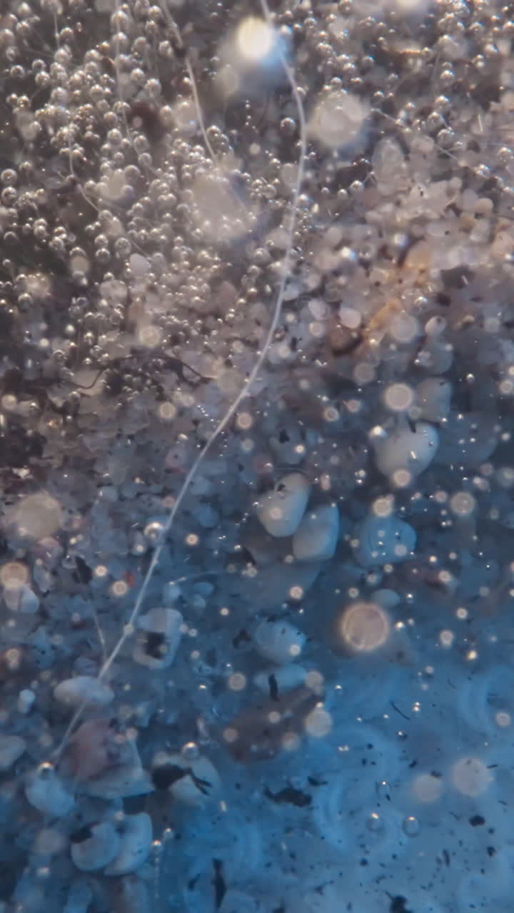 Heavy flow of air bubbles waves seaweeds roots and carries dirt pieces in transparent water. Storm impact on undersea ecosystem. Aquatic biome life