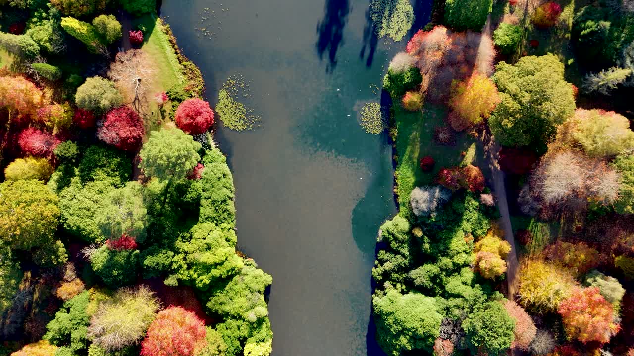 Aerial birds-eye view of a Sussex nature reserve in autumn. Golden trees, and calm lakes, create a serene seasonal landscape bursting with rich fall colours and natural beauty