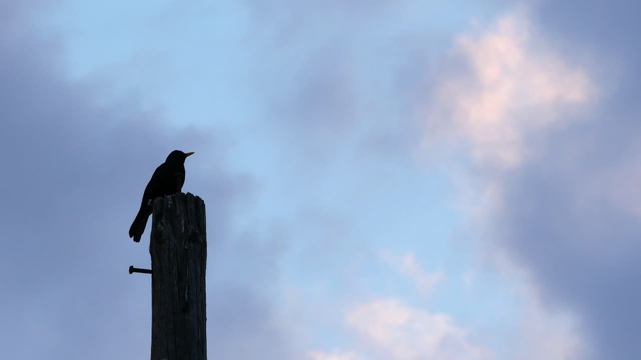 기둥에 검은 새의 실루엣