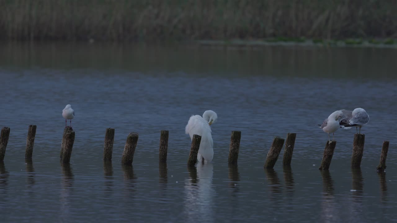 밤이 되면 새들이 부러진 나무 기 ?? 에 서 있습니다.