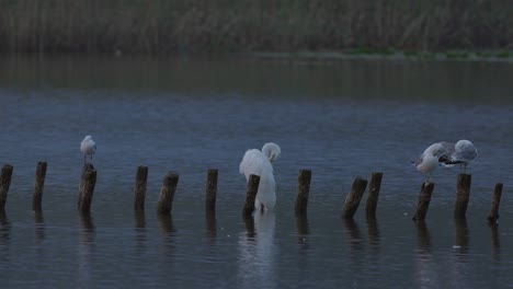 A-Medida-Que-Se-Acerca-El-Anochecer,-Los-Pájaros-Se-Paran-En-El-Muelle-De-Madera-Roto