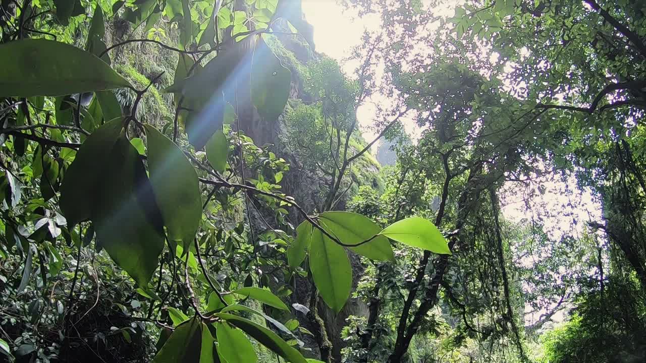 hojas de árboles verdes expuestas a los rayos solares en una selva tropical en tepoztlán, méxico