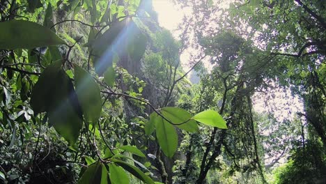 Grüne-Baumblätter,-Die-In-Einem-Regenwald-In-Tepoztlan,-Mexiko,-Sonnenstrahlen-Ausgesetzt-Sind