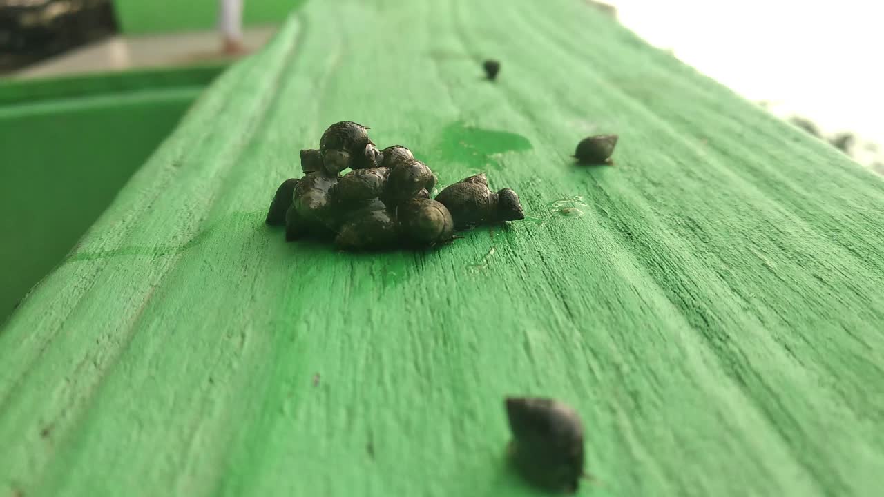 수십 마리의 물 달팽이가 녹색 바닥에 기어 다니고 있습니다.