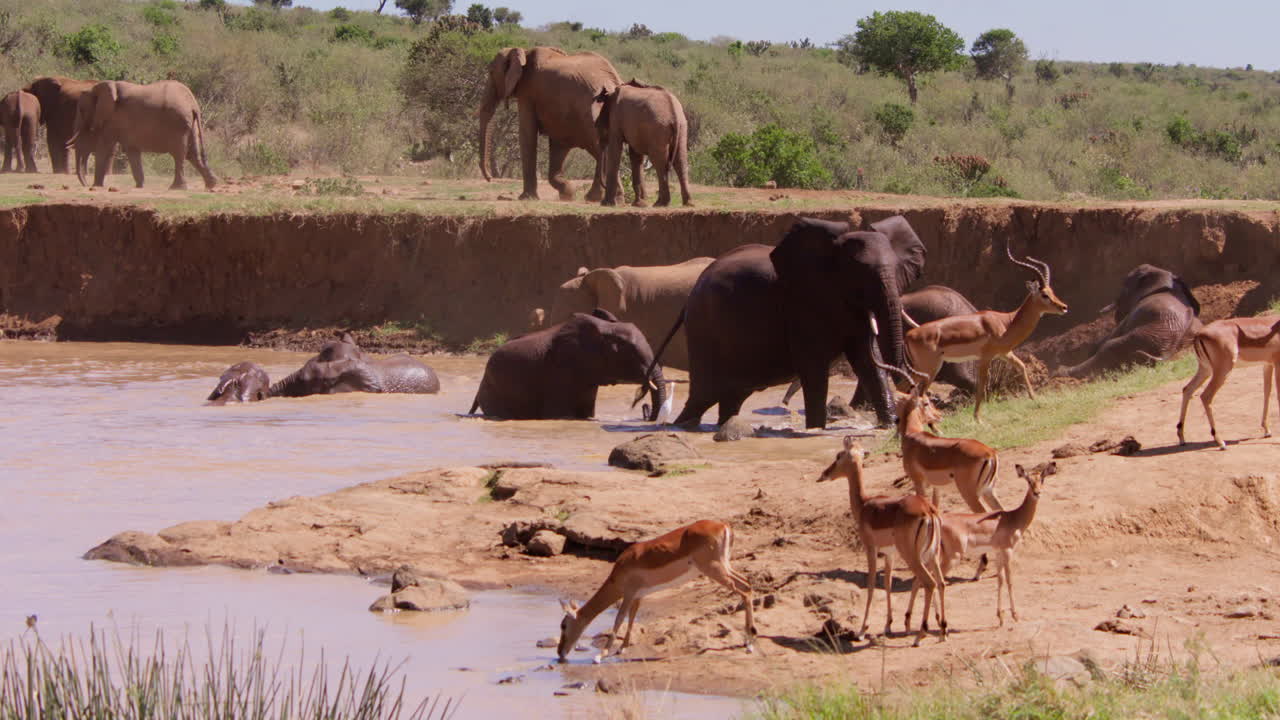 Manada de Elefantes-da-savana africanos bebendo em um bebedouro