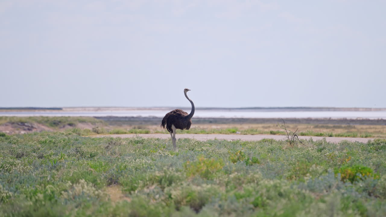 Struzzo nella savana africana
