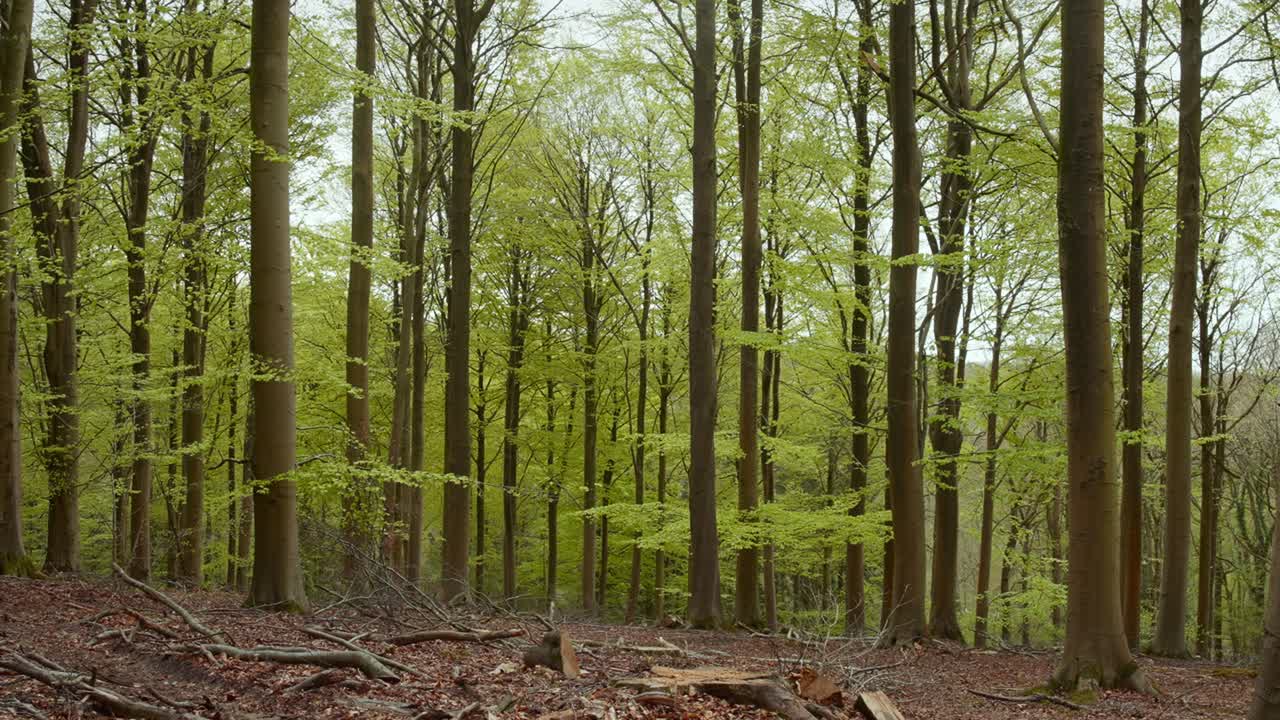 Alberi alti con foglie verdi fresche si ergono tra rami caduti in un bosco tranquillo. Adatto per progetti ambientali o scene naturalistiche