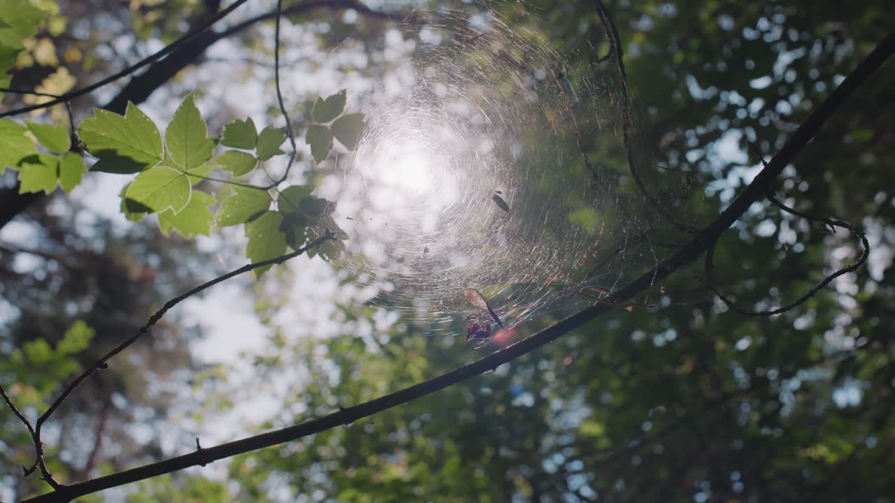 Natural sunlight filters through green forest leaves onto fine cobweb woven between branches, soft rays highlight shimmering threads creating calm, warm, and ethereal woodland