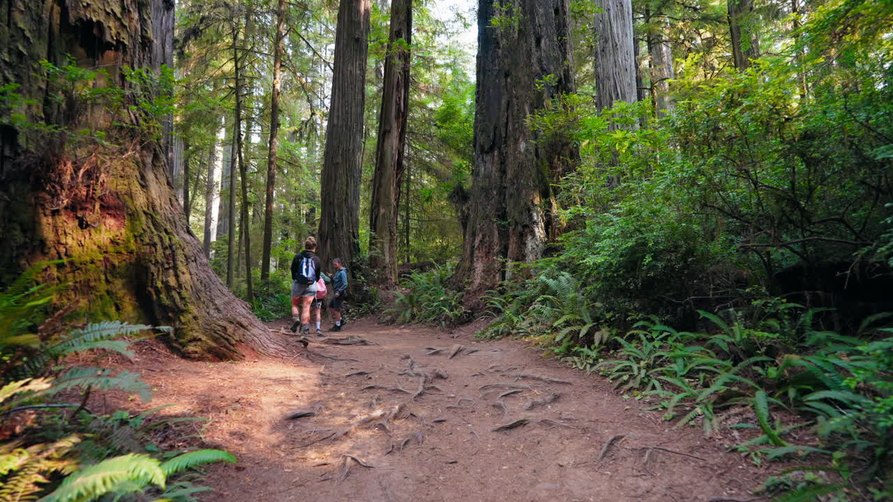 Redwood Forest Hiking Trail with People