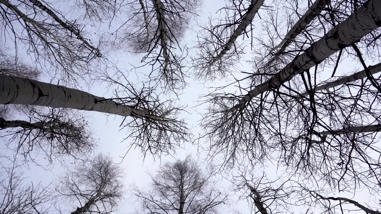 деревья без листьев на фоне осеннего неба