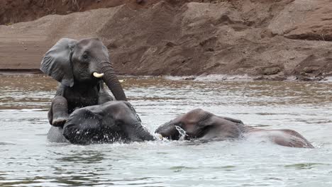 three african elephant bulls playing in the water, botswana