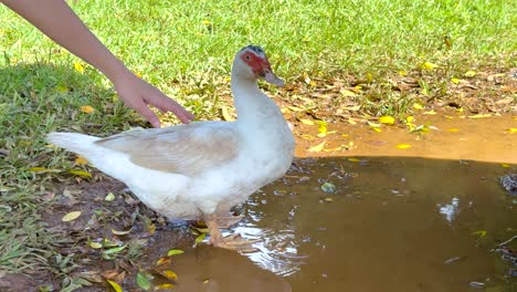 a person gently interacts with a duck near a puddle on a sunny day at byron bay, australia
