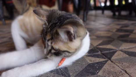 un gatito lúdico en el suelo