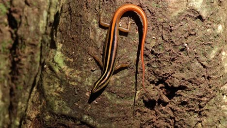 Blickt-In-Die-Kamera-Und-Wedelt-Mit-Dem-Schwanz,-Um-Aufmerksamkeit-Zu-Erregen-Und-Insekten-Zu-Bewegen,-Um-Sie-Zu-Zeigen.-Dann-Bewegt-Sie-Sich-Nach-Unten,-Sunda-Streifenskink-Lipinia-Vittigera,-Thailand