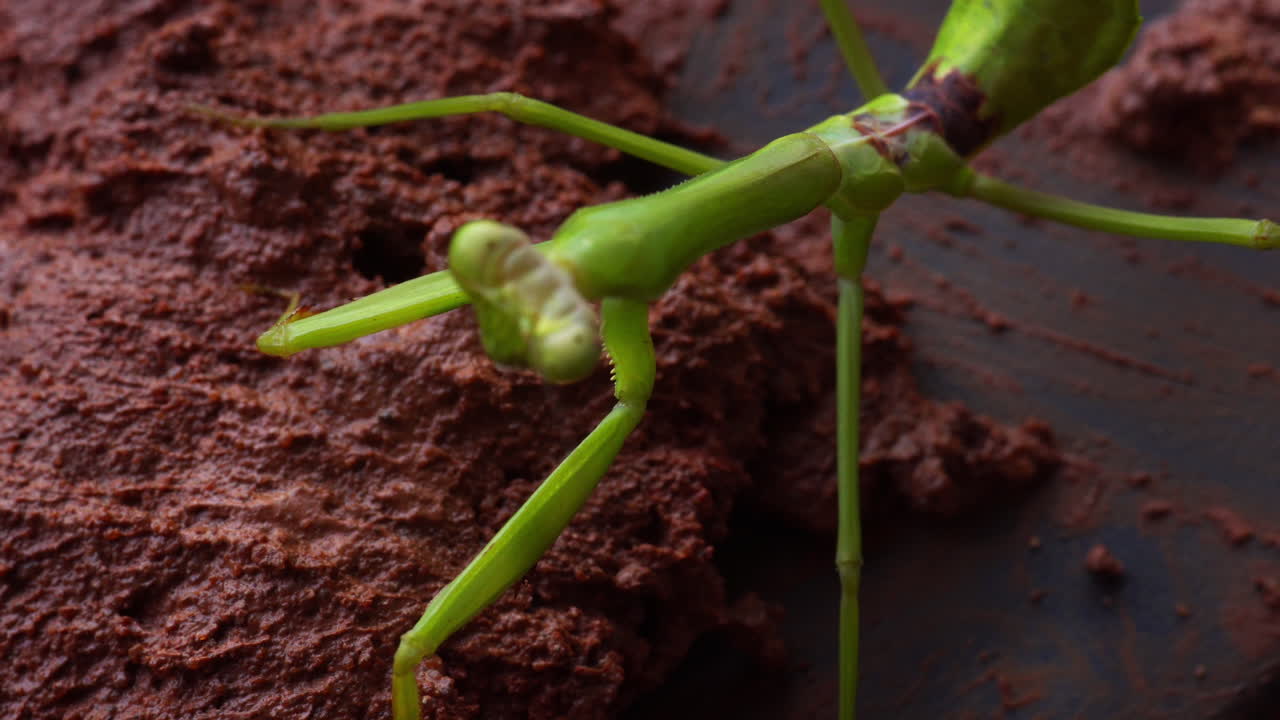 Closeup of green praying mantins walking on mud
