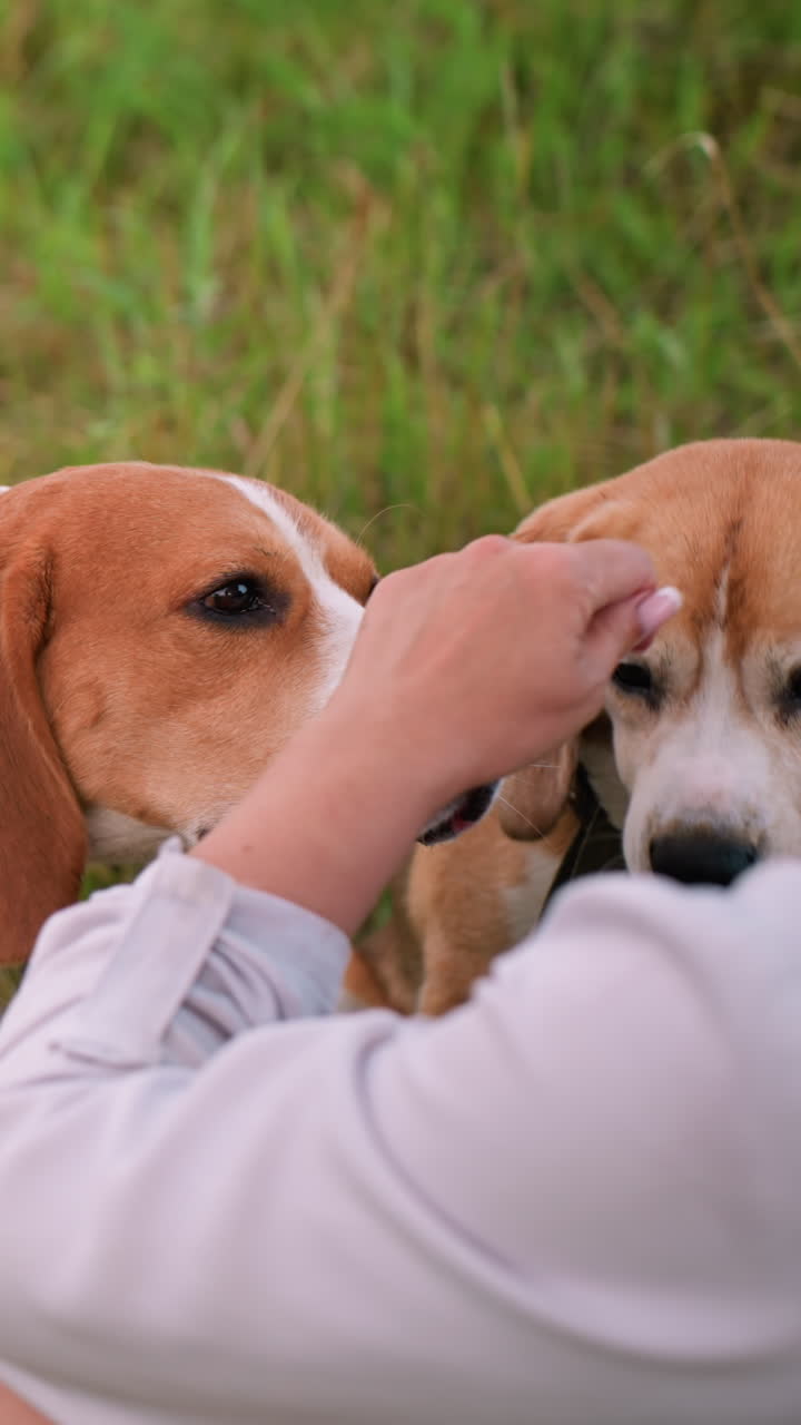 la dueña del perro alimenta a uno de sus perros mientras otro perro trae ansiosamente la nariz más cerca de su mano para un regalo, mostrando el momento de unión en un campo al aire libre cubierto de hierba, los perros muestran interés y emoción