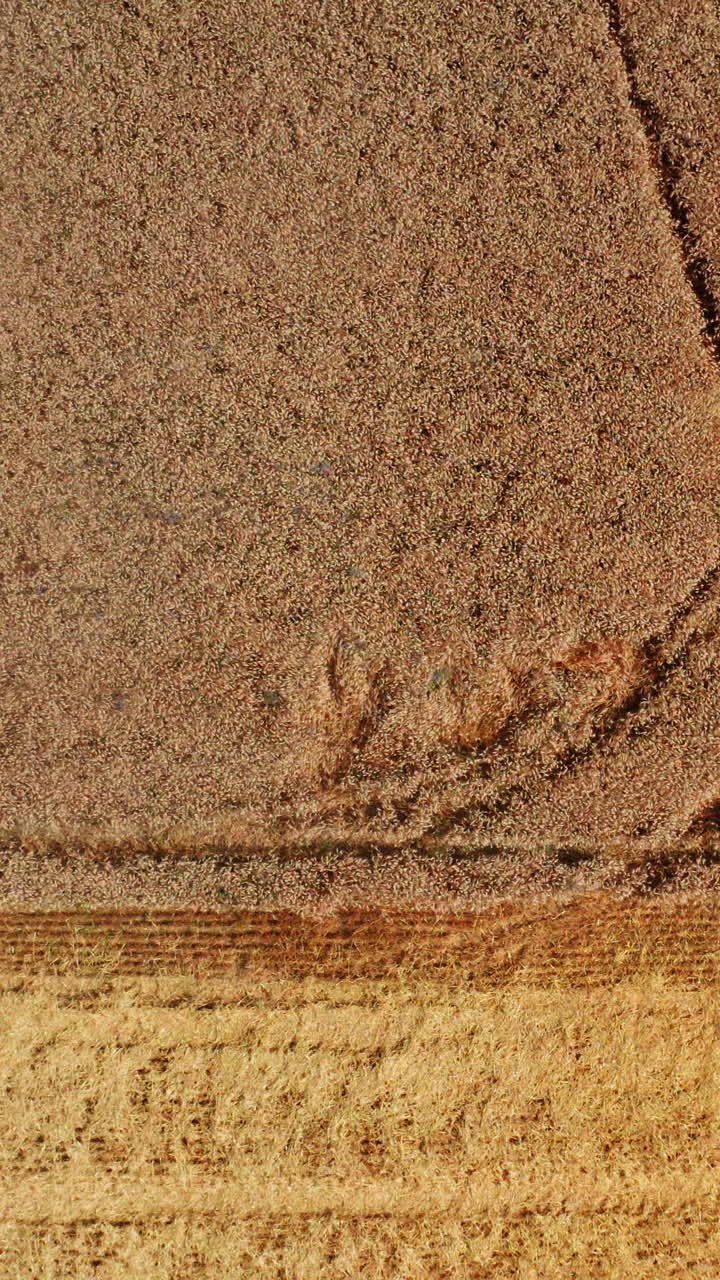 Process of picking crops of wheat in the field. Red modern harvester machine cut the ripe bread. Aerial view. Vertical video