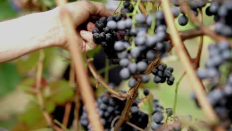 manos de un hombre caucásico mayor mostrando un gran racimo de uvas rojas durante la cosecha de otoño, cámara lenta