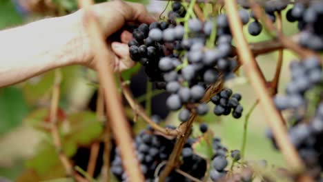 hands of older caucasian male showing of a big cluster of red grapes during the autumn harvest, slow motion