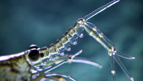 close-up of a translucent shrimp-like marine creature