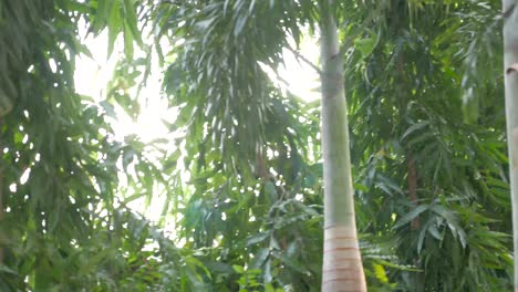 ardilla, ardilla tailandesa