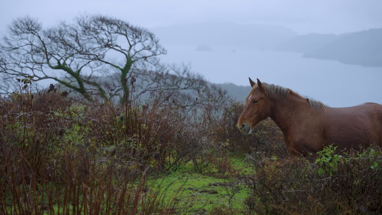 Wild Horse Standing in the Rain, Misty Cold Winter Day on Oki Islands, Japan