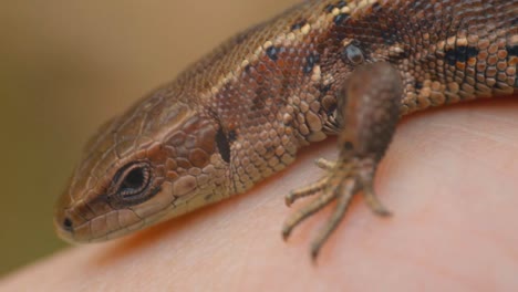 lagarto de prado en la hierba seca