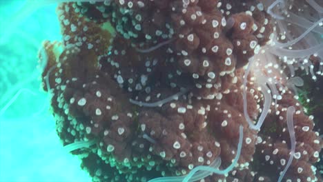 tentáculos de medusa de coliflor y corona de primer plano uhd