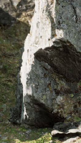 close-up of a large rock in a forest setting