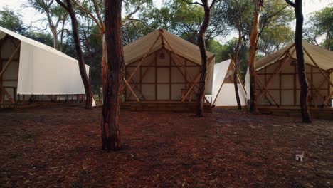 forest with trees in a camp with large and picturesque kampao-style wooden and white canvas tents among pine trees in huelva