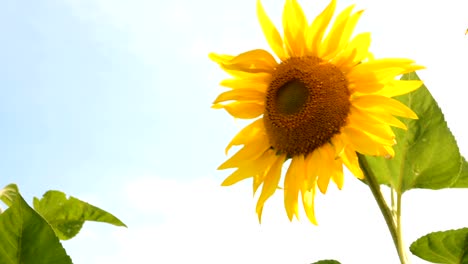 blooming sunflowers field at bright sunny summer day with the sun bright backlight.