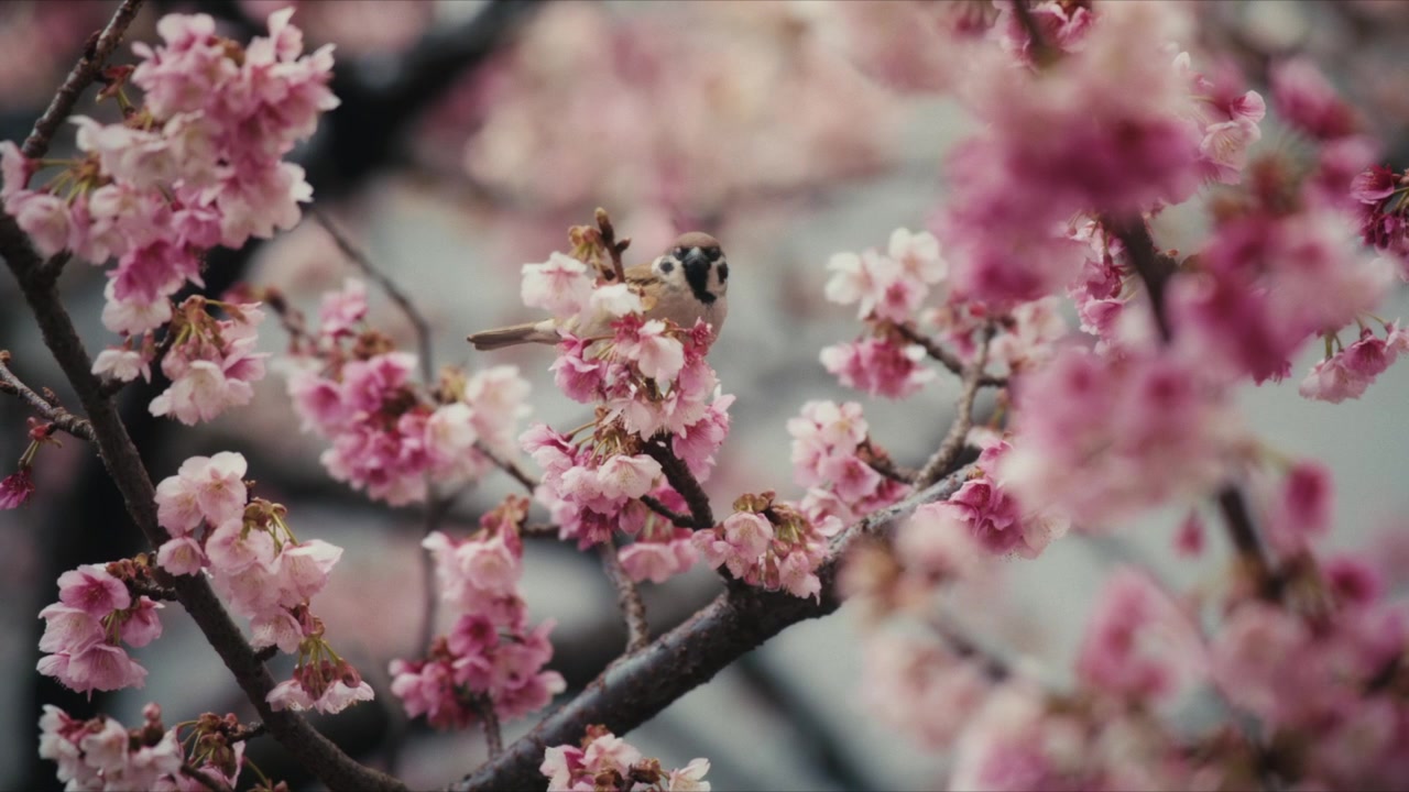 Un passero mattugio si posa tra i ciliegi rosa in fiore lungo il fiume Itokawa ad Atami, Giappone, con il suo cappuccio marrone e la macchia nera sulla guancia chiaramente visibili