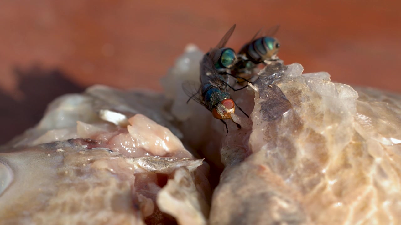 Macro inquadratura di mosconi che si nutrono di una carcassa di pesce in decomposizione