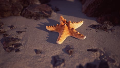 starfish on sandy beach at sunset