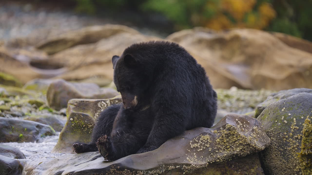 Un orso nero cammina lungo il fiume e la spiaggia in cerca di salmone da mangiare prima del letargo nella Columbia Britannica, in Canada