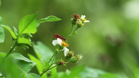 Cotton-Stainer-bug-crawling-on-Spanish-needle-flower-in-Orlando,-Florida,-Osprey-Trail,-sunny-day-with-other-plants-in-background,-ants-crawling-nearby-4k