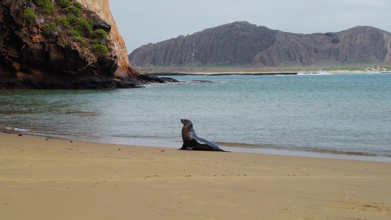 Veistoksellinen merileijona Galapagossaarten rannoilla (4K).