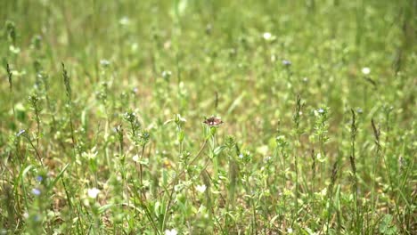 mariposa volando de flor en flor recogiendo polen en primavera en bohinj
